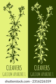 Vector drawings CLEAVERS. Hand drawn illustration. Latin name GALIUM APARINE L.
