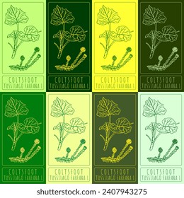 Vector drawings COLTSFOOT. Hand drawn illustration. Latin name TUSSILAGO FARFARA L.
