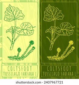 Vector drawings COLTSFOOT. Hand drawn illustration. Latin name TUSSILAGO FARFARA L.
