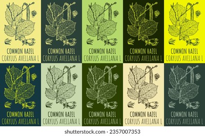Dibujos de vectores FRECUENTES. Ilustración dibujada a mano. Nombre latino CORYLUS AVELLANA L.
