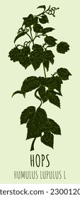Vector drawings COMMON HOP. Hand drawn illustration. Latin name HUMULUS LUPULUS L.
