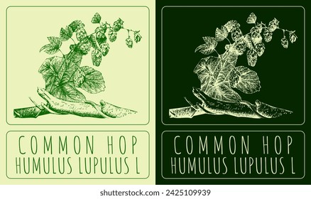 Vector drawings COMMON HOP. Hand drawn illustration. Latin name HUMULUS LUPULUS L.
