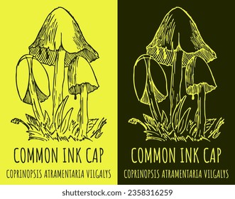 Vector drawings COMMON INK CAP. Hand drawn illustration. Latin name COPRINOPSIS ATRAMENTARIA .
