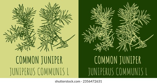 Vector drawings COMMON JUNIPER. Hand drawn illustration. Latin name JUNIPERUS COMMUNIS L.
