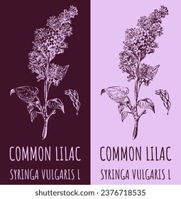 Vector drawings COMMON LILAC. Hand drawn illustration. Latin name SYRINGA VULGARIS L.
