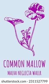 Vector drawings of COMMON MALLOW . Hand drawn illustration. Latin name MALVA NEGLECTA WALLR.
