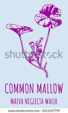 Vector drawings of COMMON MALLOW . Hand drawn illustration. Latin name MALVA NEGLECTA WALLR.
