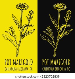 Dibujos de vectores FRECUENTES MARIGOLD. Ilustración dibujada a mano. Nombre en latín CALENDULA OFFICINALIS L.
