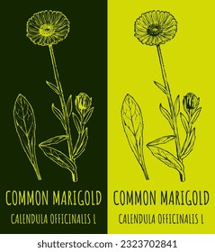 Vector drawings COMMON MARIGOLD. Hand drawn illustration. Latin name CALENDULA OFFICINALIS L.
