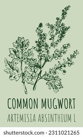 Vector drawings COMMON MUGWORT. Hand drawn illustration. Latin name ARTEMISIA ABSINTHIUM L.
