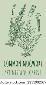 Vector drawings COMMON MUGWORT. Hand drawn illustration. Latin name ARTEMISIA VULGARIS L.
