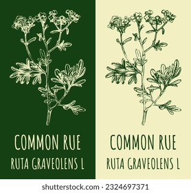 Vector drawings COMMON RUE. Hand drawn illustration. Latin name RUTA GRAVEOLENS L.
