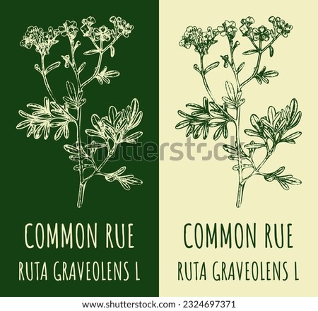 Vector drawings COMMON RUE. Hand drawn illustration. Latin name RUTA GRAVEOLENS L.
