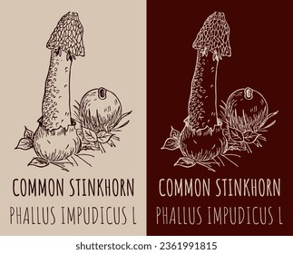 Vector drawings COMMON STINKHORN. Hand drawn illustration. Latin name PHALLUS IMPUDICUS L.
