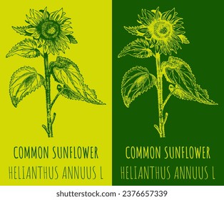 Vector drawings COMMON SUNFLOWER . Hand drawn illustration. Latin name HELIANTHUS ANNUUS  L.
