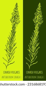 Vector drawings COMMON TOADFLAX. Hand drawn illustration. Latin name LINARIA VULGARIS.
