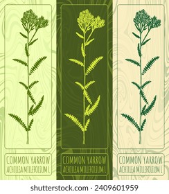 Vector drawings COMMON YARROW. Hand drawn illustration. Latin name ACHILLEA MILLEFOLIUM L.
