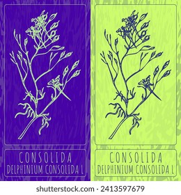 Vector drawings CONSOLIDA. Hand drawn illustration. Latin name DELPHINIUM CONSOLIDA L.
