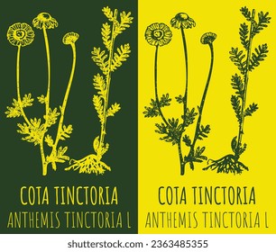 Vector drawings COTA TINCTORIA . Hand drawn illustration. Latin name ANTHEMIS TINCTORIA L.
