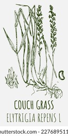 Vector drawings of COUCH GRASS. Hand drawn illustration. Latin name ELYTRIGIA REPENS L.
