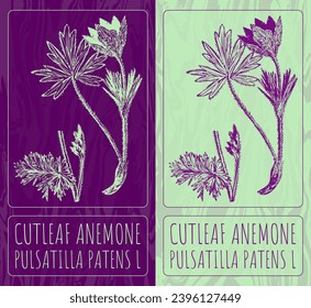 Vector drawings CUTLEAF ANEMONE. Hand drawn illustration. Latin name PULSATILLA PATENS L.
