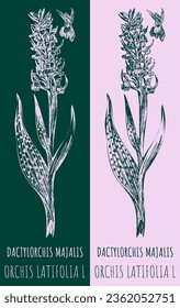 Vector drawings DACTYLORCHIS MAJALIS. Hand drawn illustration. Latin name ORCHIS LATIFOLIA L.
