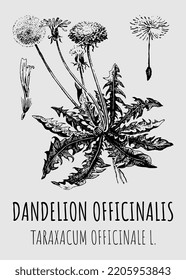 Vector drawings of dandelion. Hand drawn illustration. Latin name  Taraxacum officinale.
