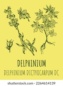 Vector drawings of Delphinium. Hand drawn illustration. Latin name Delphinium dictyocarpum.
