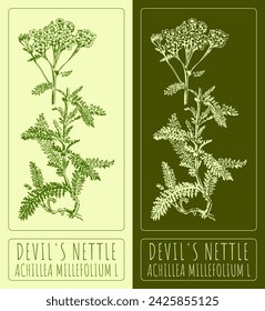 Vector drawings DEVIL'S NETTLE. Hand drawn illustration. Latin name ACHILLEA MILLEFOLIUM L.
