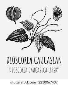 Vector drawings of DIOSCOREA CAUCASIAN. Hand drawn illustration. Latin name DIOSCOREA CAUCASICA LIPSKY.

