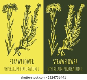 Vector drawings DWARF EVERLAST. Hand drawn illustration. Latin name HELICHRYSUM ARENARIUM L.
