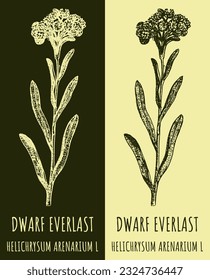 Vector drawings DWARF EVERLAST. Hand drawn illustration. Latin name HELICHRYSUM ARENARIUM L.
