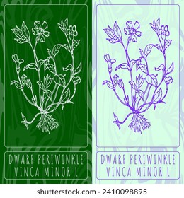 Vector drawings DWARF PERIWINKLE. Hand drawn illustration. Latin name VINCA MINOR L.
