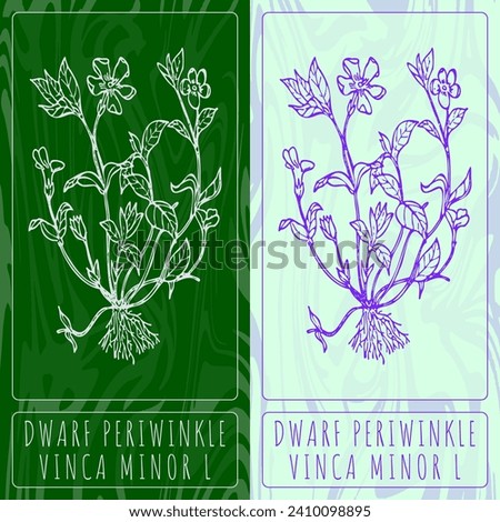 Vector drawings DWARF PERIWINKLE. Hand drawn illustration. Latin name VINCA MINOR L.
