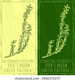 Vector drawings DYER'S BROOM. Hand drawn illustration. Latin name GENISTA TINCTORIA L.
