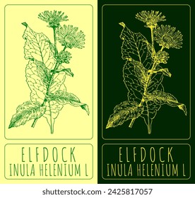 Vector drawings ELFDOCK. Hand drawn illustration. Latin name INULA HELENIUM L.
