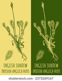 Vector drawings ENGLISH SUNDEW. Hand drawn illustration. Latin name DROSERA ANGLICA HUDS.
