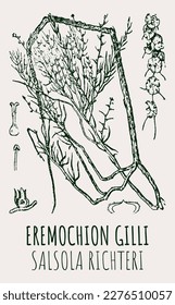 Vector drawings of EREMOCHION GILLI. Hand drawn illustration. Latin name SALSOLA RICHTERI.
