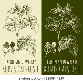 Vector drawings EUROPEAN DEWBERRY. Hand drawn illustration. Latin name RUBUS CAESIUS L.
 - Shutterstock ID 2369944859