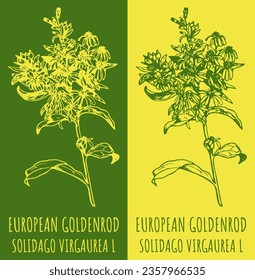 Vector drawings EUROPEAN GOLDENROD. Hand drawn illustration. Latin name SOLIDAGO VIRGAUREA  L.
