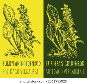 Vector drawings EUROPEAN GOLDENROD. Hand drawn illustration. Latin name SOLIDAGO VIRGAUREA  L.
