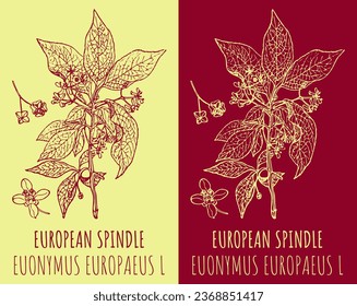 Vector drawings EUROPEAN SPINDLE. Hand drawn illustration. Latin name EUONYMUS EUROPAEUS L.
 svg