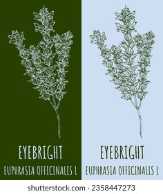 Vector drawings EYEBRIGHT. Hand drawn illustration. Latin name EUPHRASIA OFFICINALIS L.
