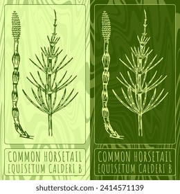 Vector drawings FIELD HORSETAIL . Hand drawn illustration. Latin name EQUISETUM ARVENSE  L.
