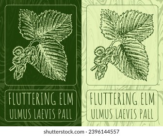 Vector drawings FLUTTERING ELM. Hand drawn illustration. Latin name ULMUS LAEVIS PALL.
