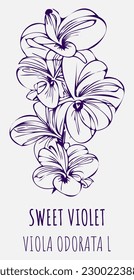 Dibujos de vectores Violeta fragante. Ilustración dibujada a mano. Nombre latino Viola odorata L.
