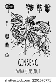 Vector drawings ginseng. Hand drawn illustration. Latin name PANAX GINSENG L.
