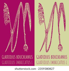 Dibujos de vectores GLADIOLUS BOUCHEANUS . Ilustración dibujada a mano. Nombre latino GLADIOLUS IMBRICATUS L.
