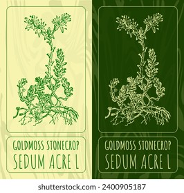 Vektorgrafiken GOLDMOSS STONECROP. Handgezeichnete Illustration. lateinischer Name: SEDUM ACRE L.
