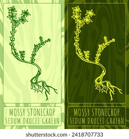 Vector drawings GOLDMOSS STONECROP. Hand drawn illustration. Latin name SEDUM ACRE L.
